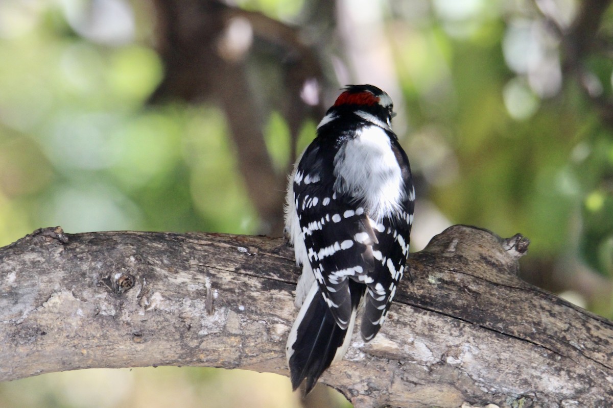 Downy Woodpecker (Eastern) - ML642985664