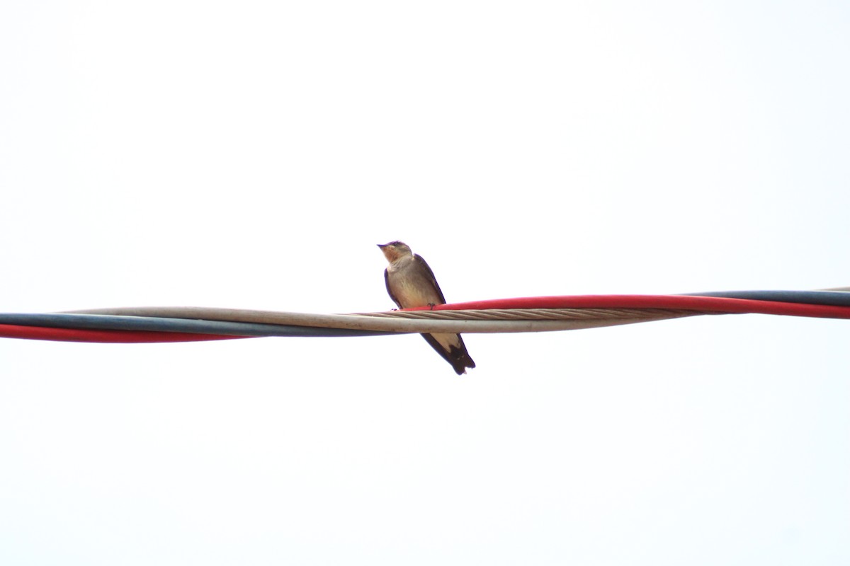 Southern Rough-winged Swallow - ML642985666