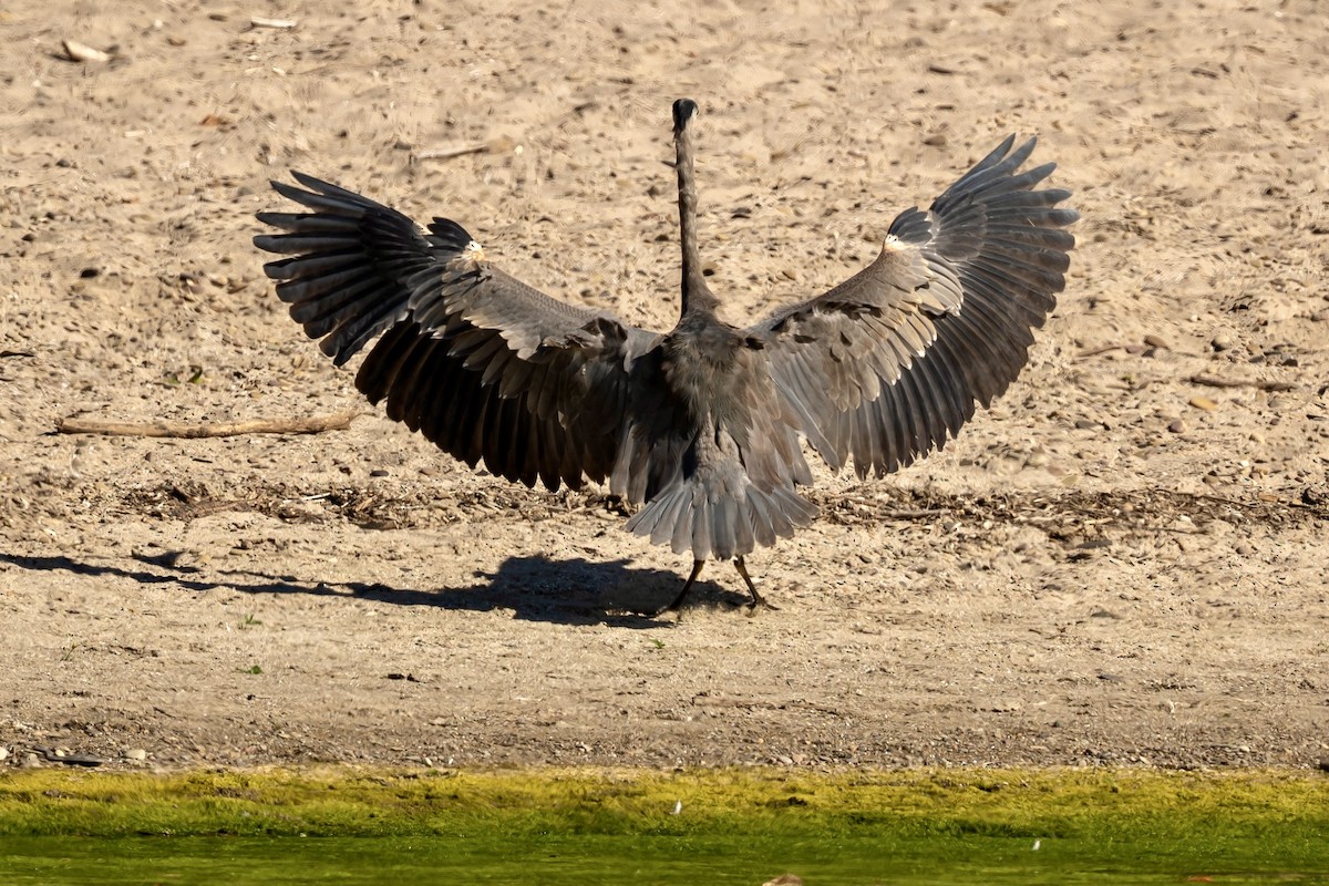 Great Blue Heron - ML642985668