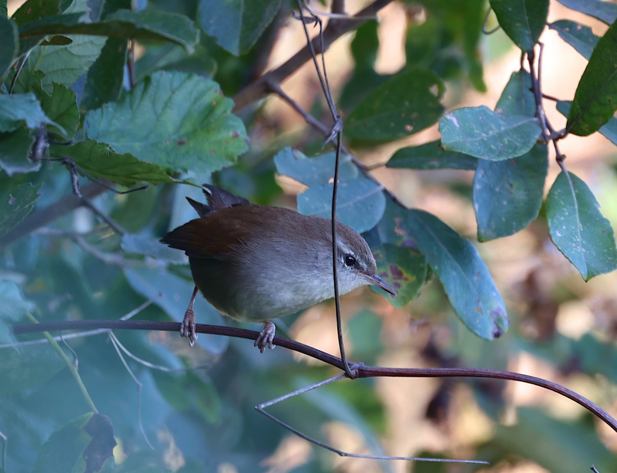 Cetti's Warbler - ML642985672