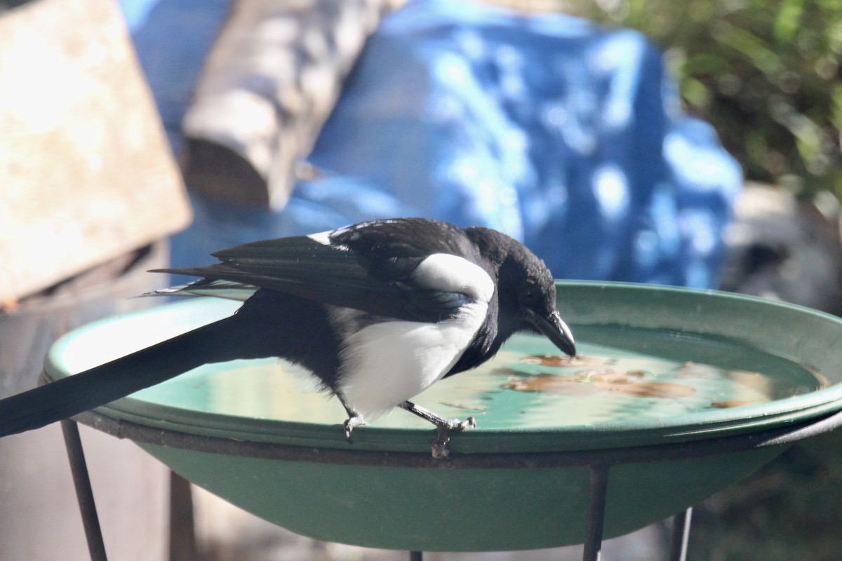Black-billed Magpie - ML642985682