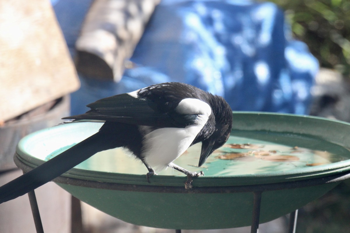 Black-billed Magpie - ML642985683