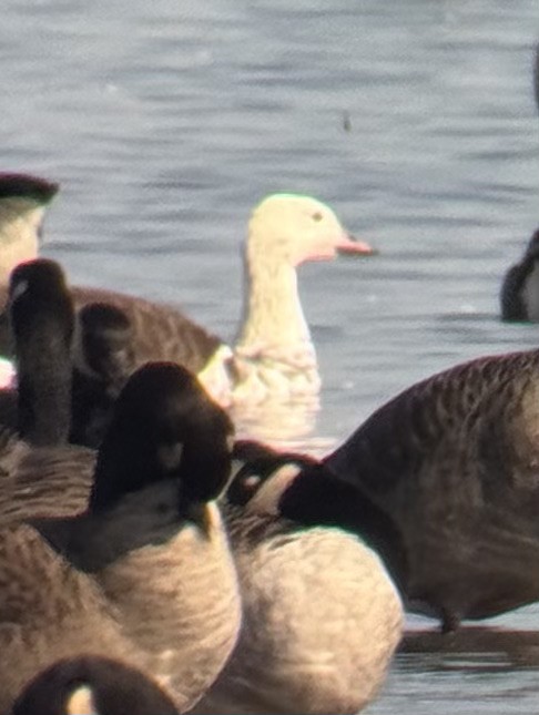 Snow x Canada Goose (hybrid) - ML642985684