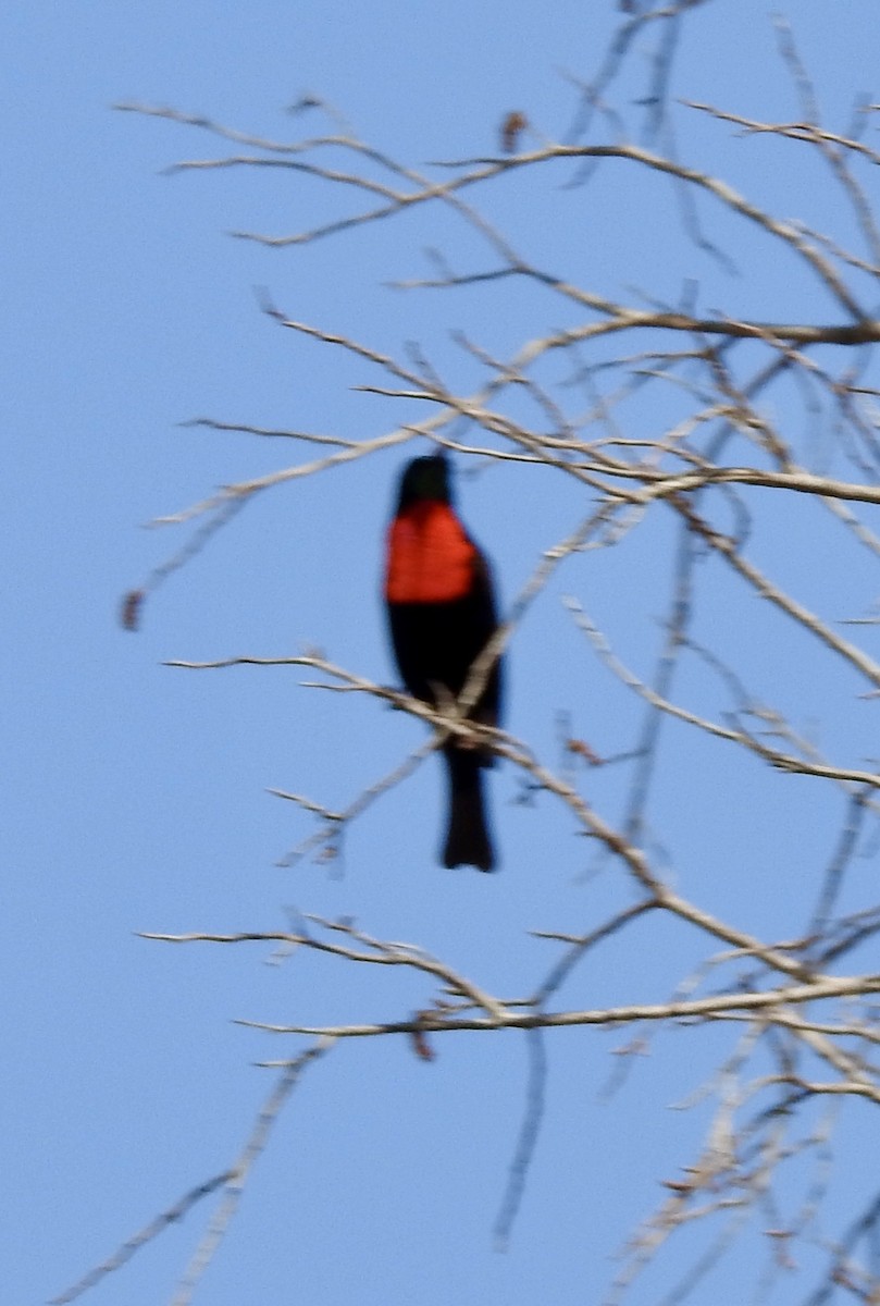 Scarlet-chested Sunbird - ML642985703
