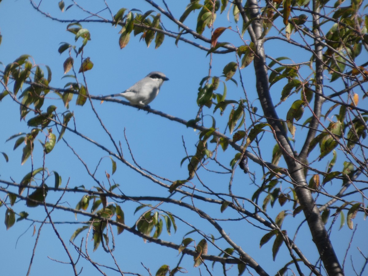 Loggerhead Shrike - ML642985705