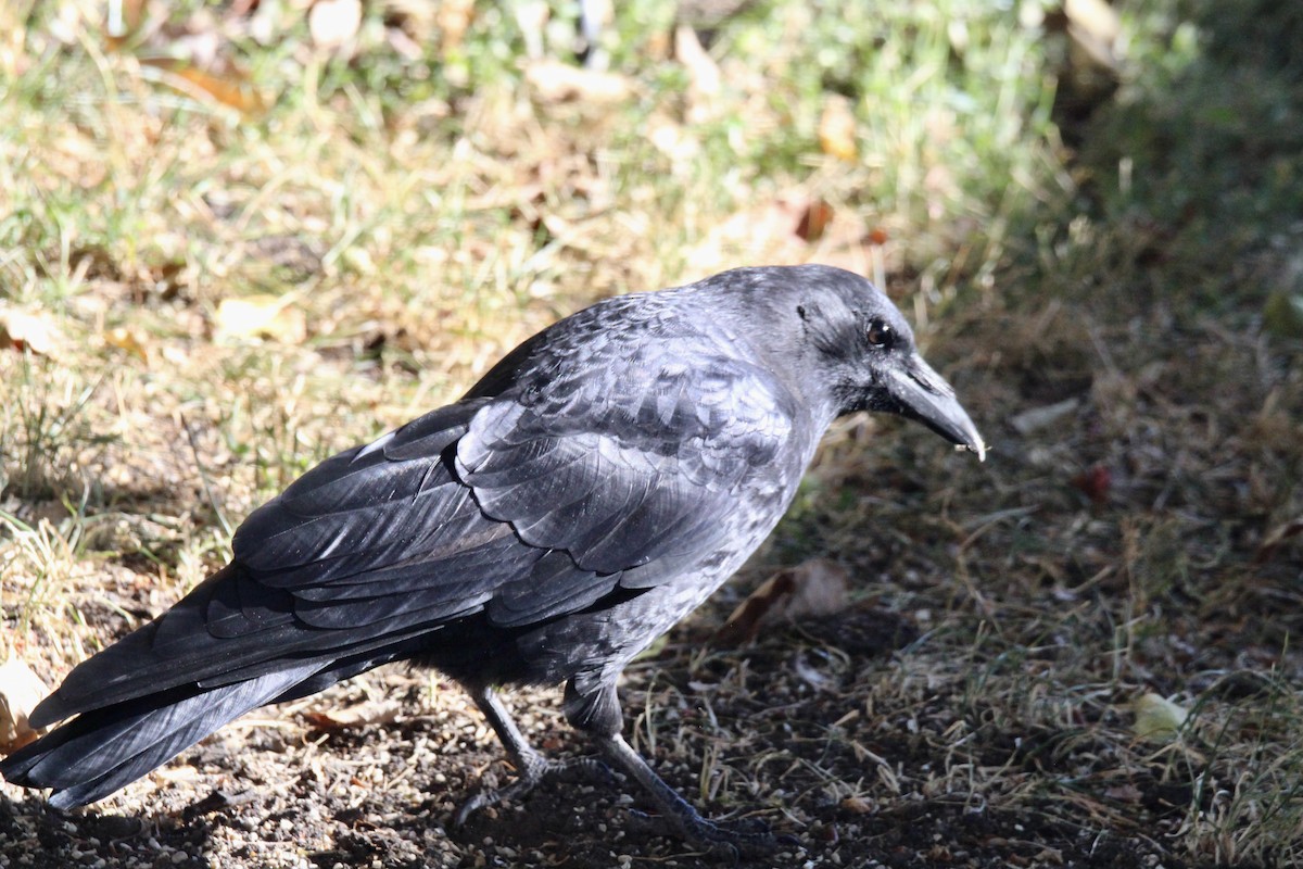アメリカガラス - ML642985719