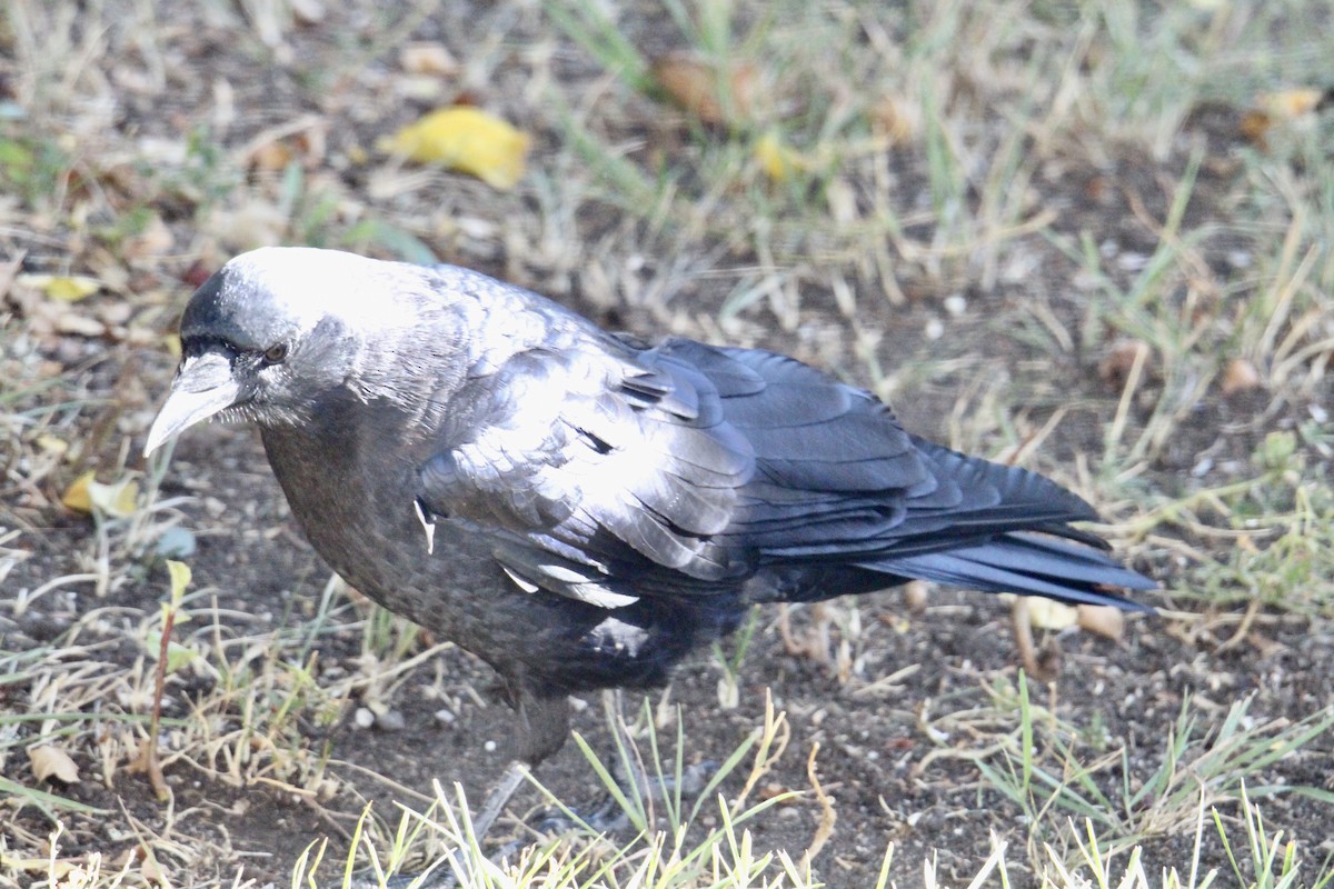 アメリカガラス - ML642985722