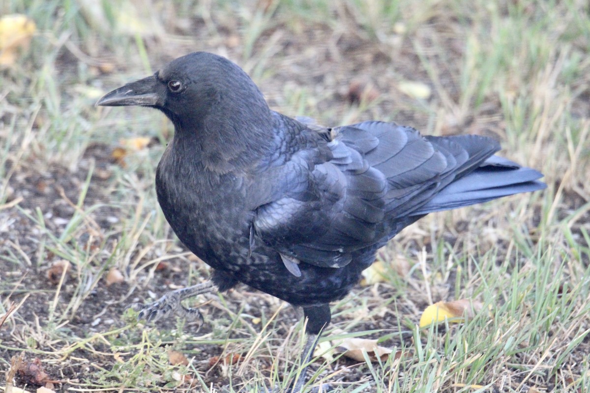 アメリカガラス - ML642985723
