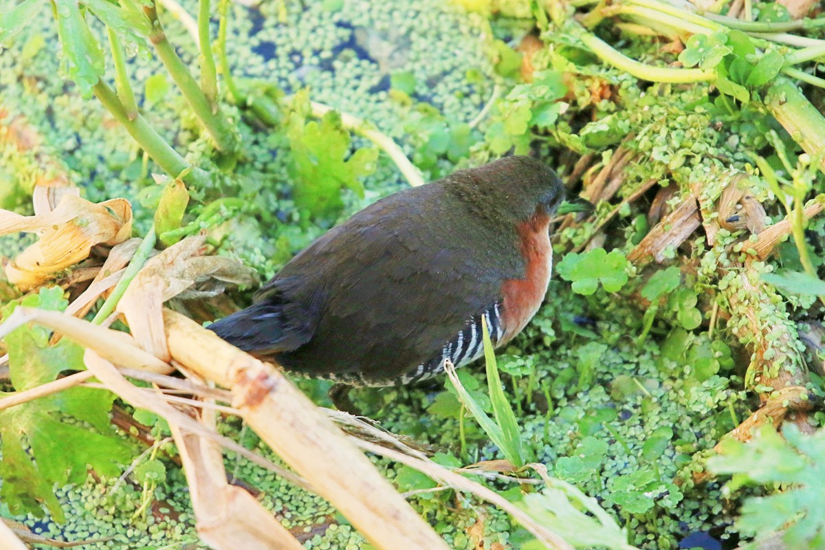 ノドジロコビトクイナ - ML642985732