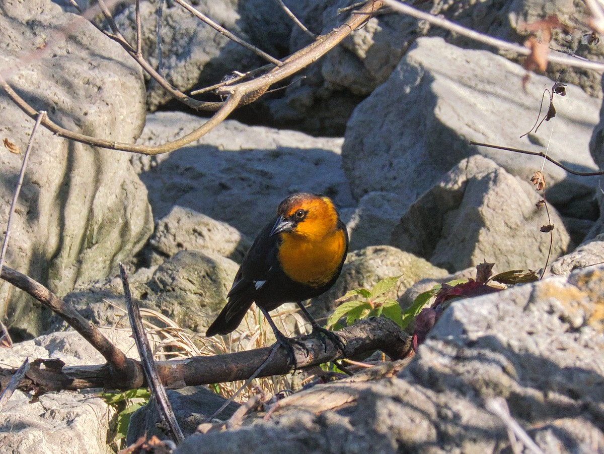 Yellow-headed Blackbird - ML642985752
