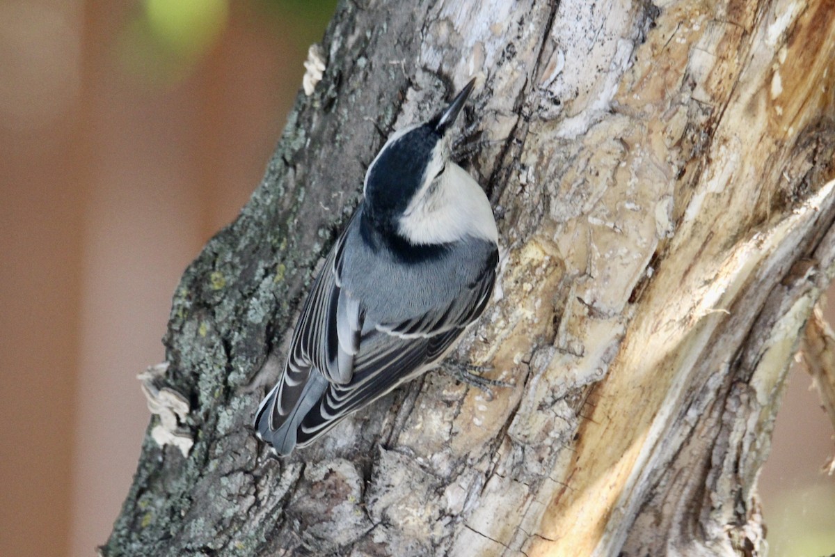 White-breasted Nuthatch (Eastern) - ML642985757