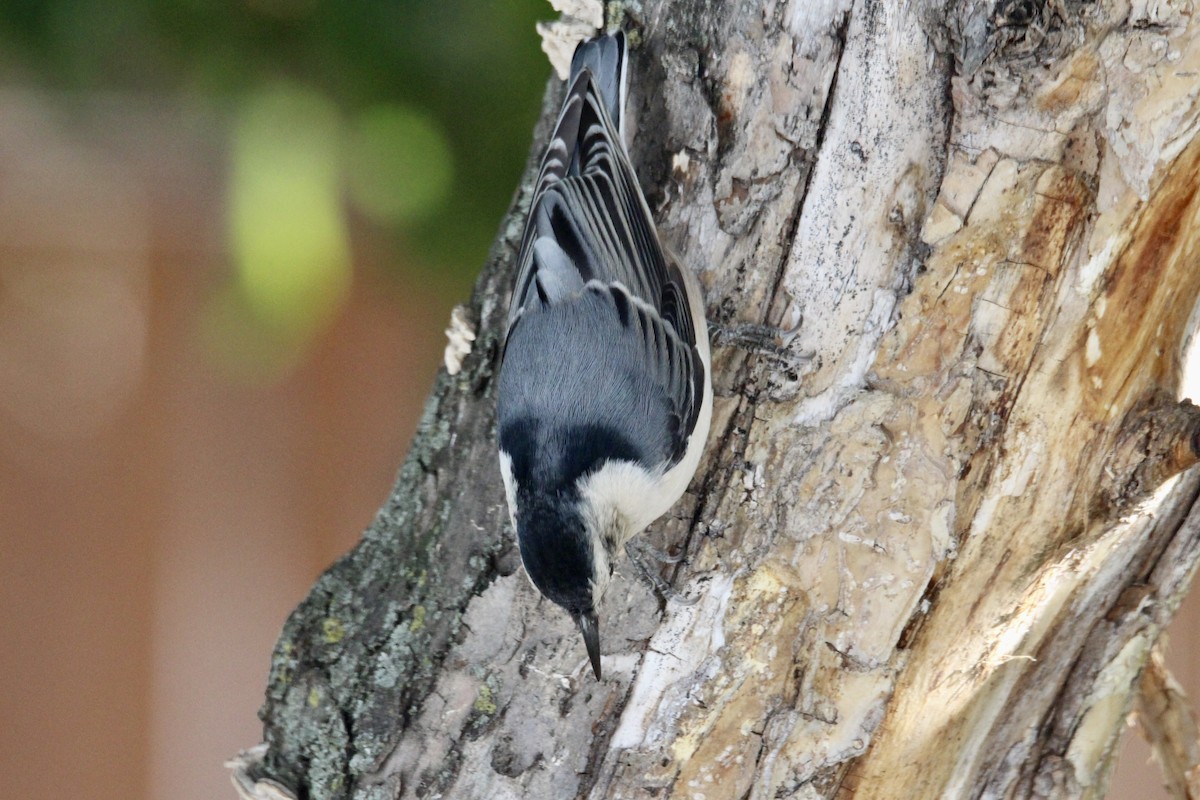 White-breasted Nuthatch (Eastern) - ML642985758