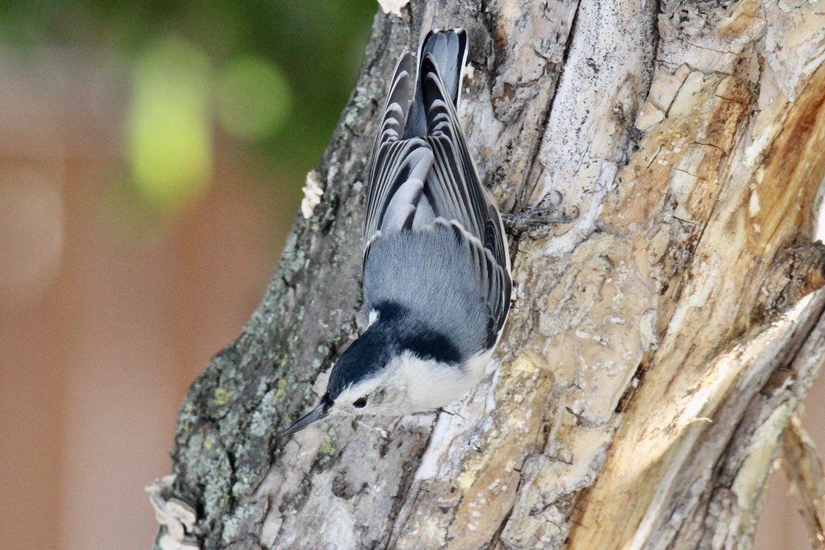 White-breasted Nuthatch (Eastern) - ML642985760