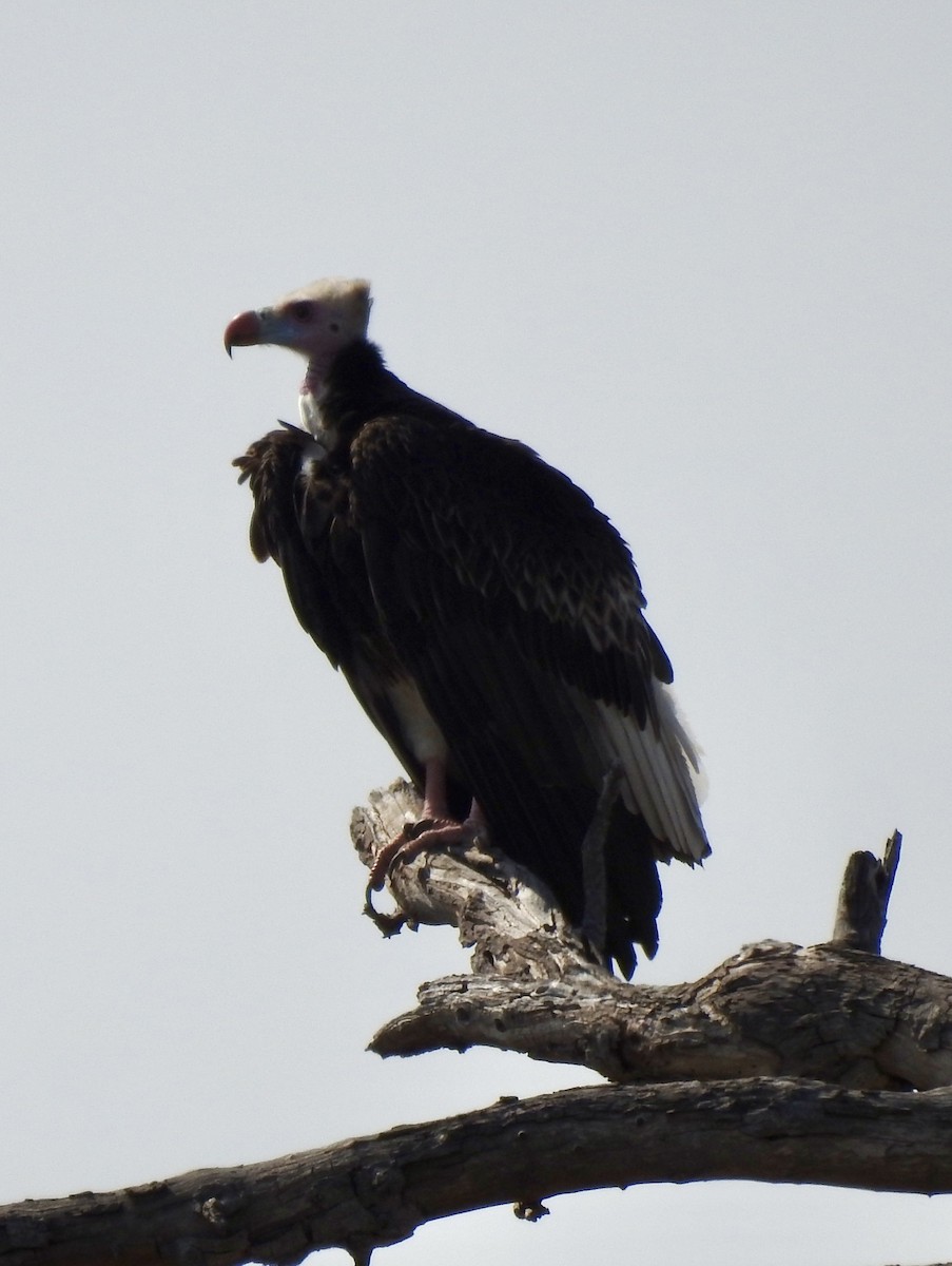 White-headed Vulture - ML642985765