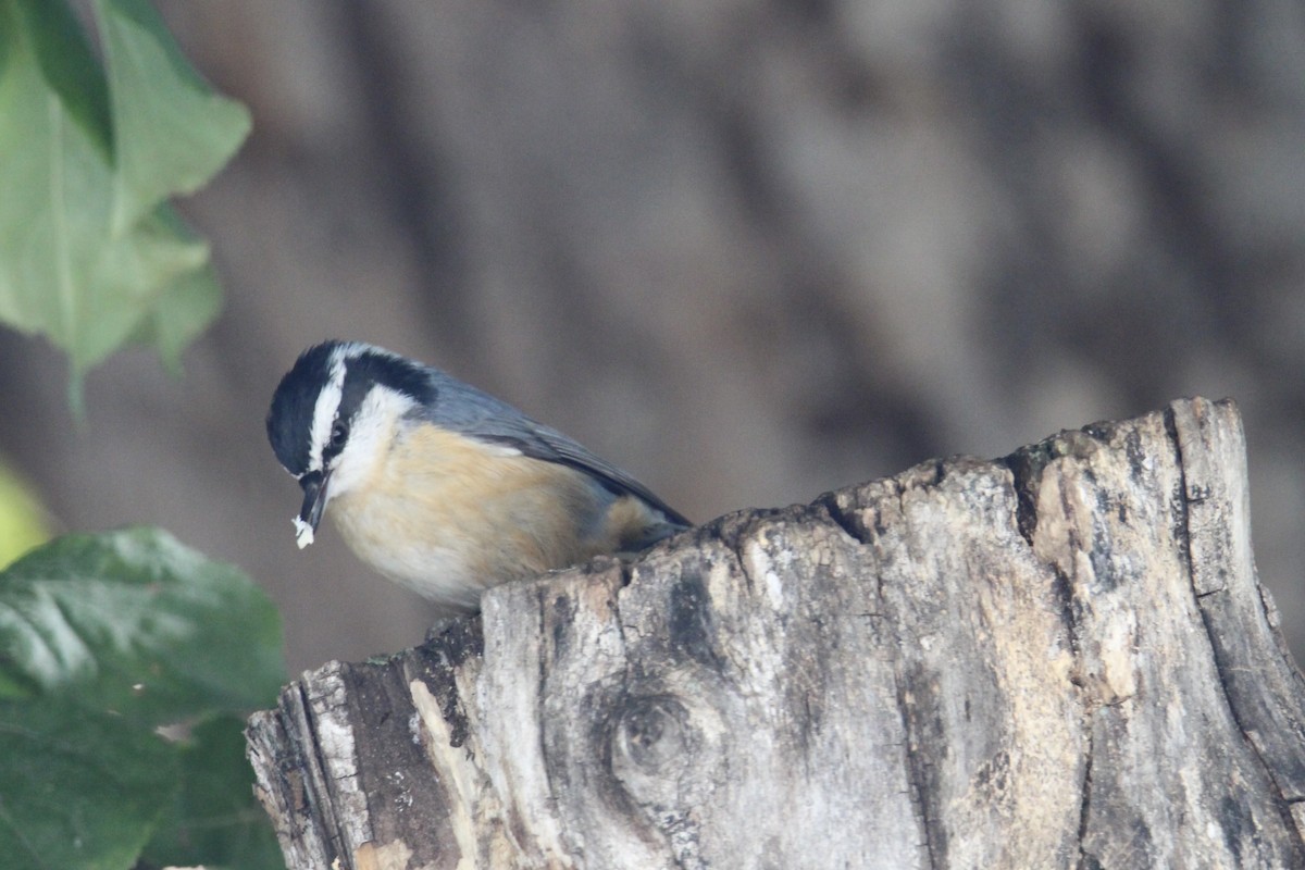 Red-breasted Nuthatch - ML642985769