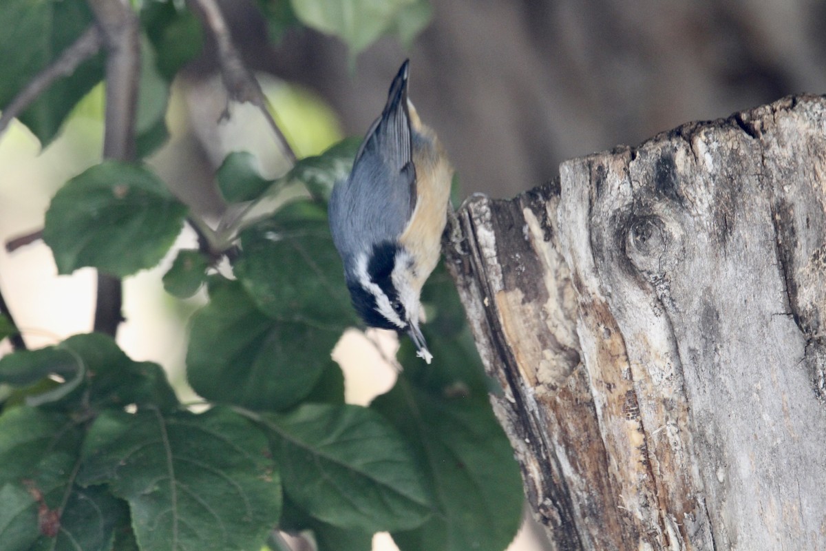 Red-breasted Nuthatch - ML642985770