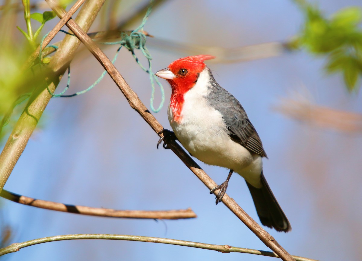 Red-crested Cardinal - ML642985771