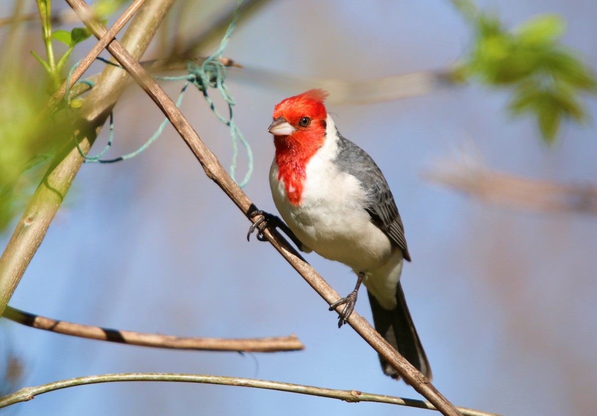 Red-crested Cardinal - ML642985772