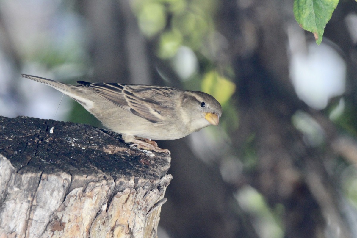 House Sparrow - ML642985789