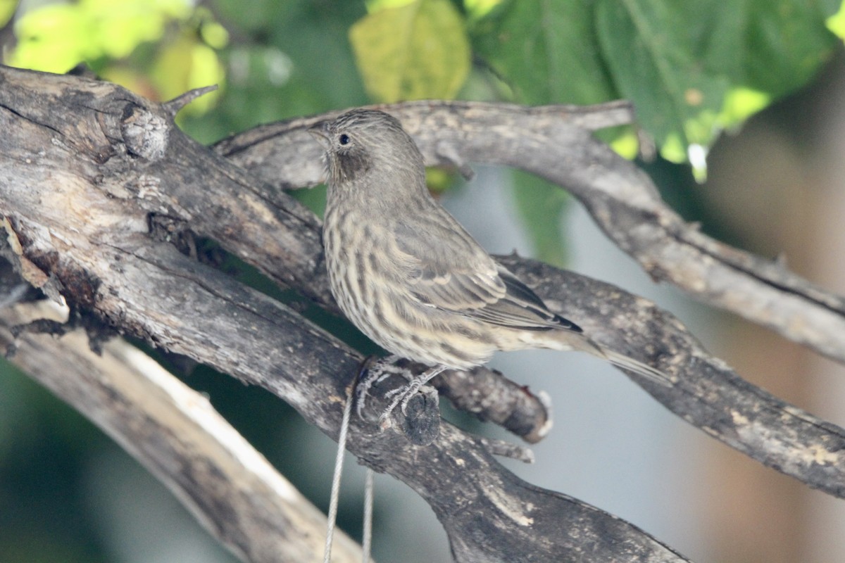 House Finch - ML642985809