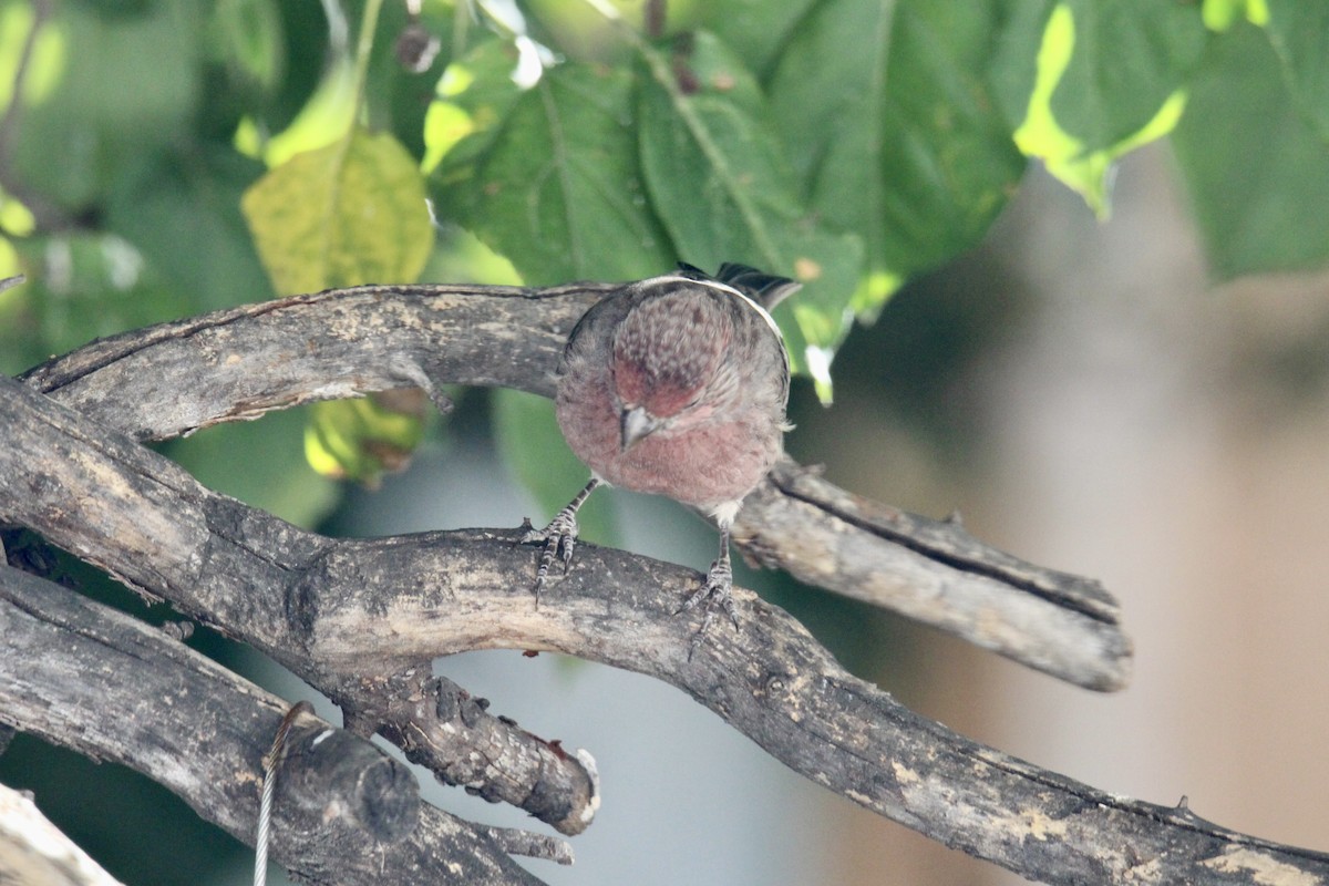 House Finch - ML642985810
