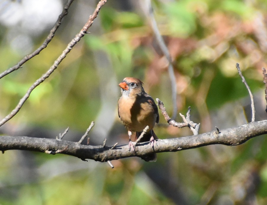 Northern Cardinal - ML642985813