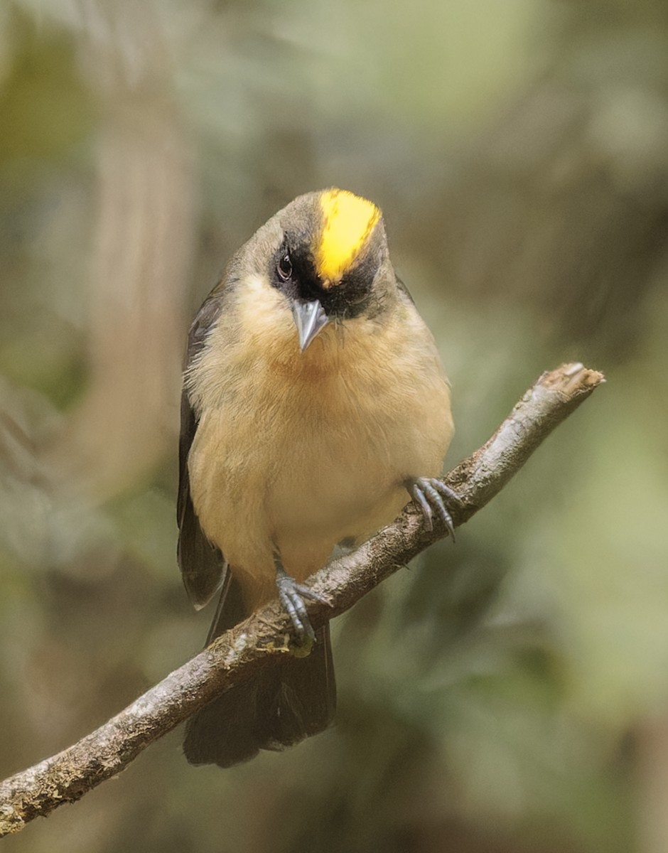 Black-goggled Tanager - ML642985823