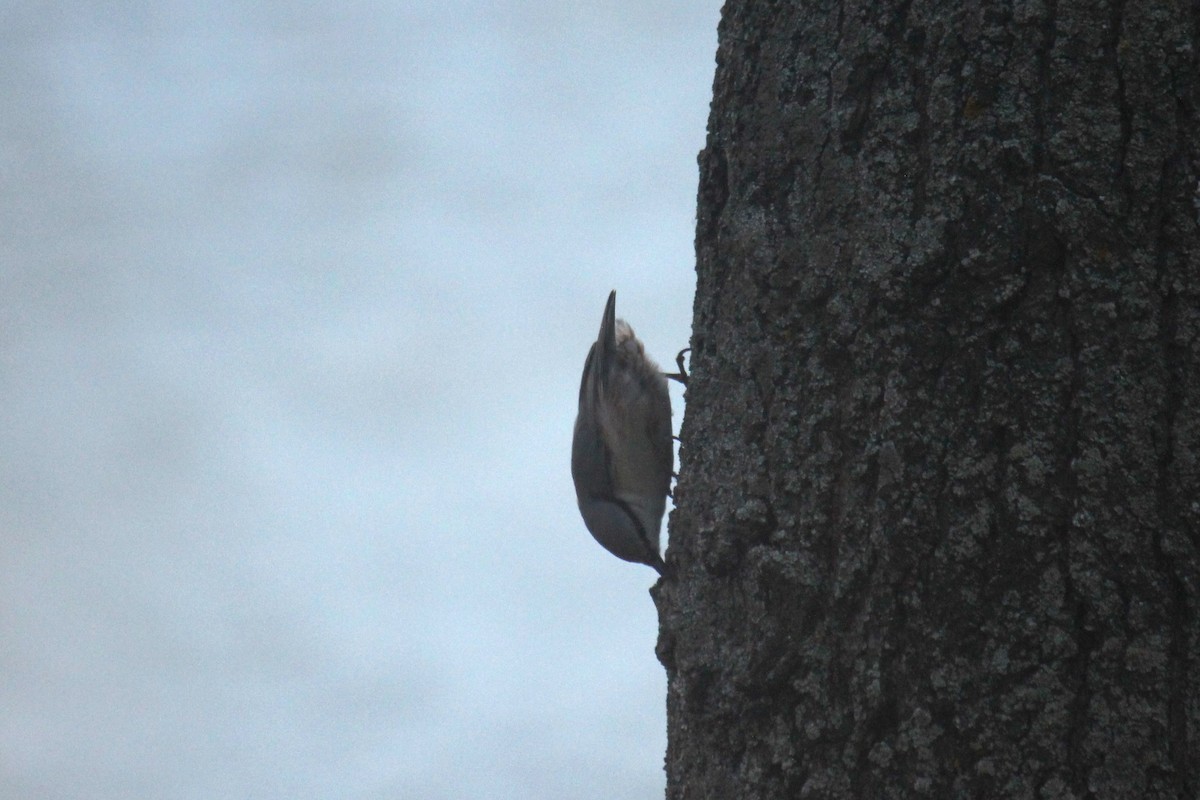 Eurasian Nuthatch (Western) - ML642985835