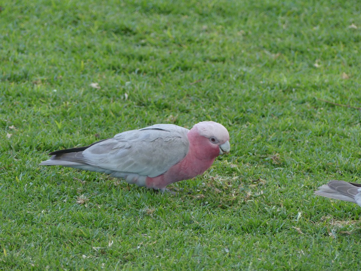 Galah - ML642985840