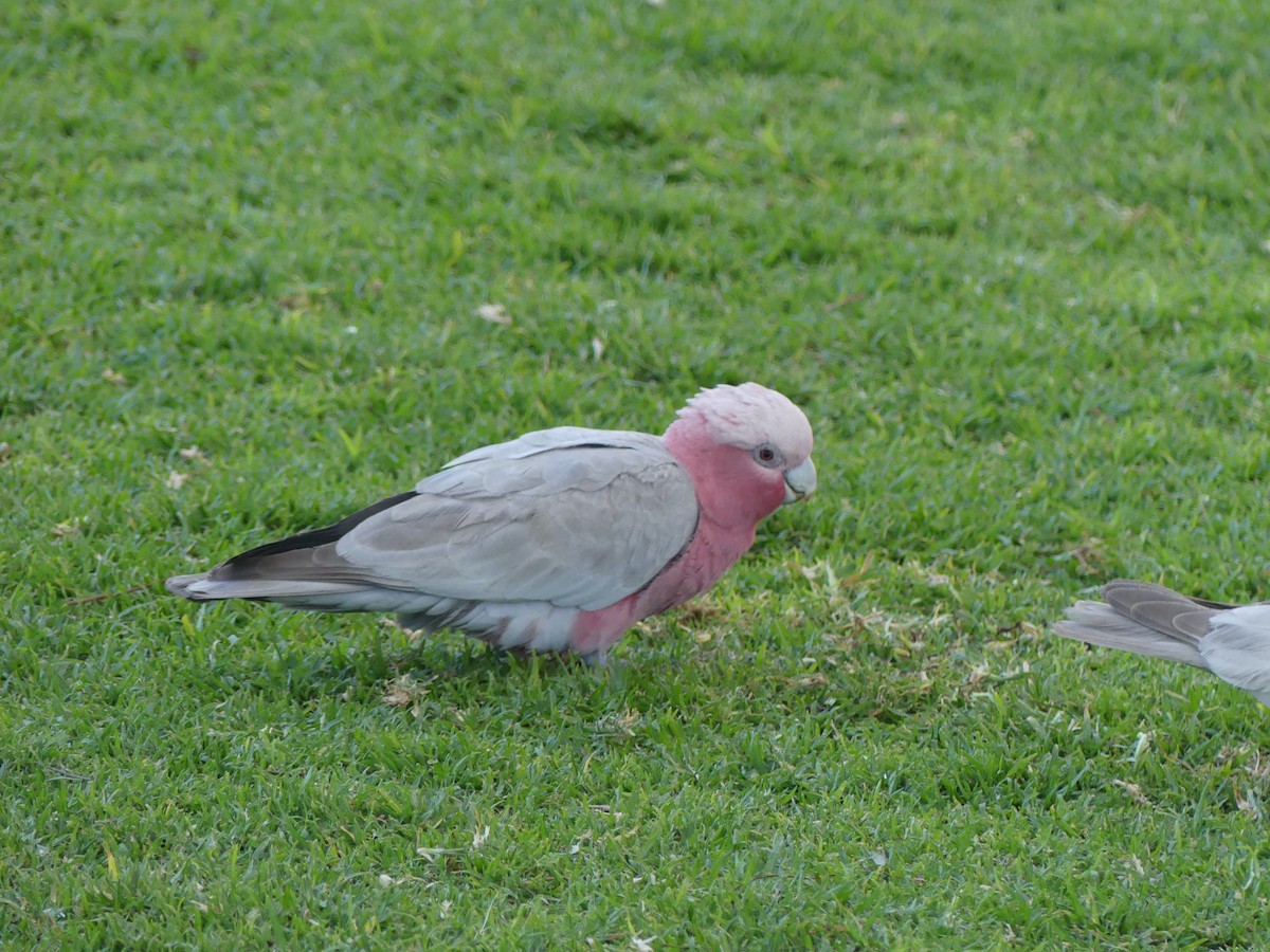 Galah - ML642985841