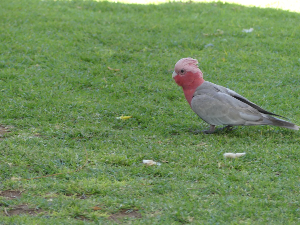 Galah - ML642985842