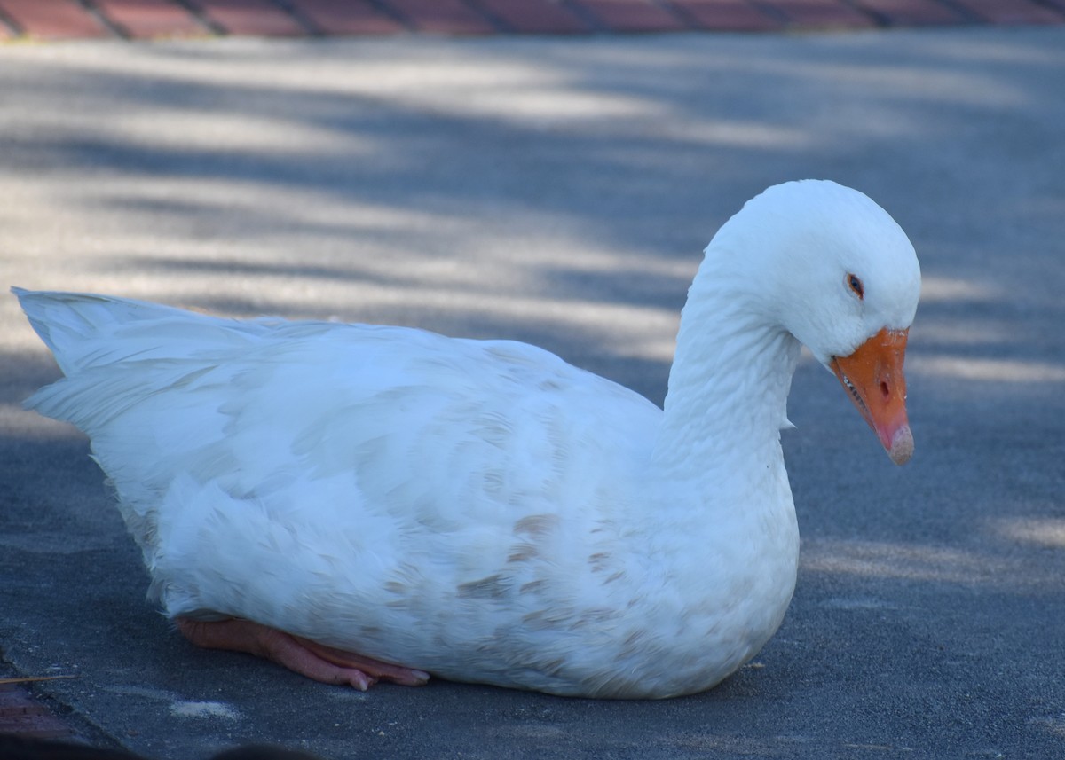 Graylag Goose (Domestic type) - ML642985854
