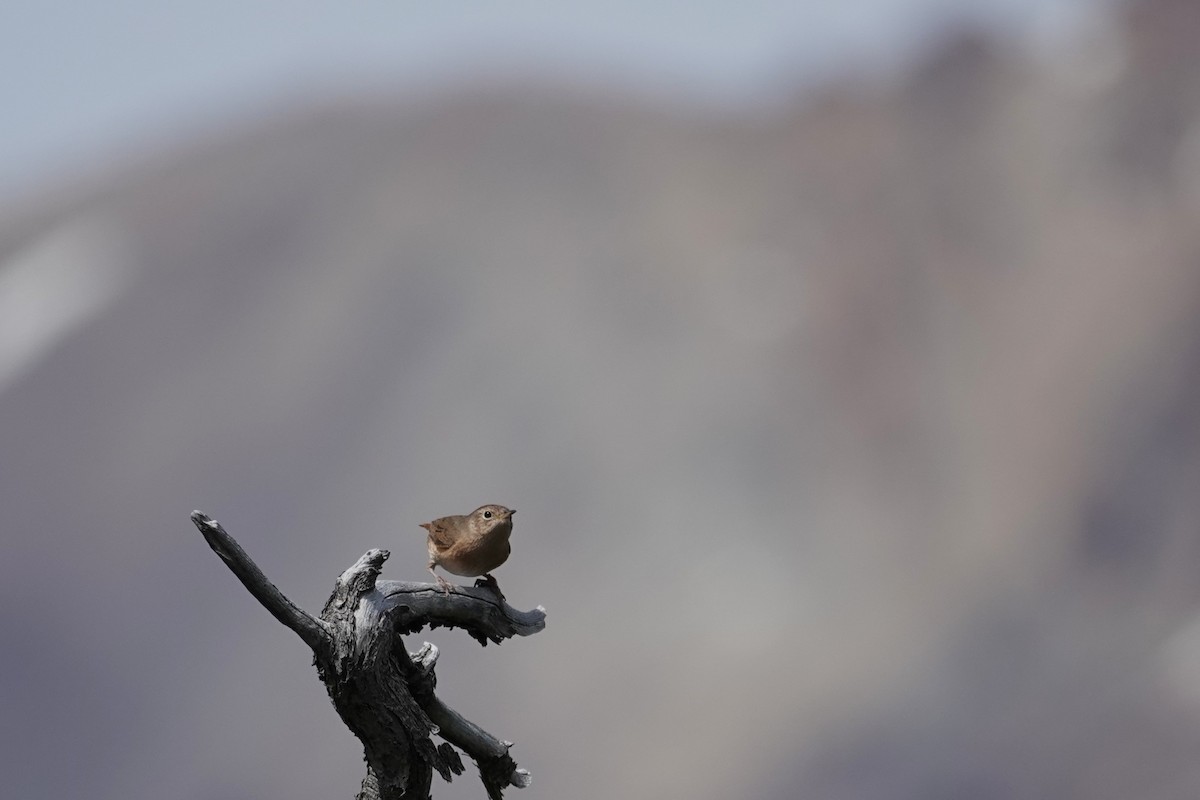 Southern House Wren - ML642985864