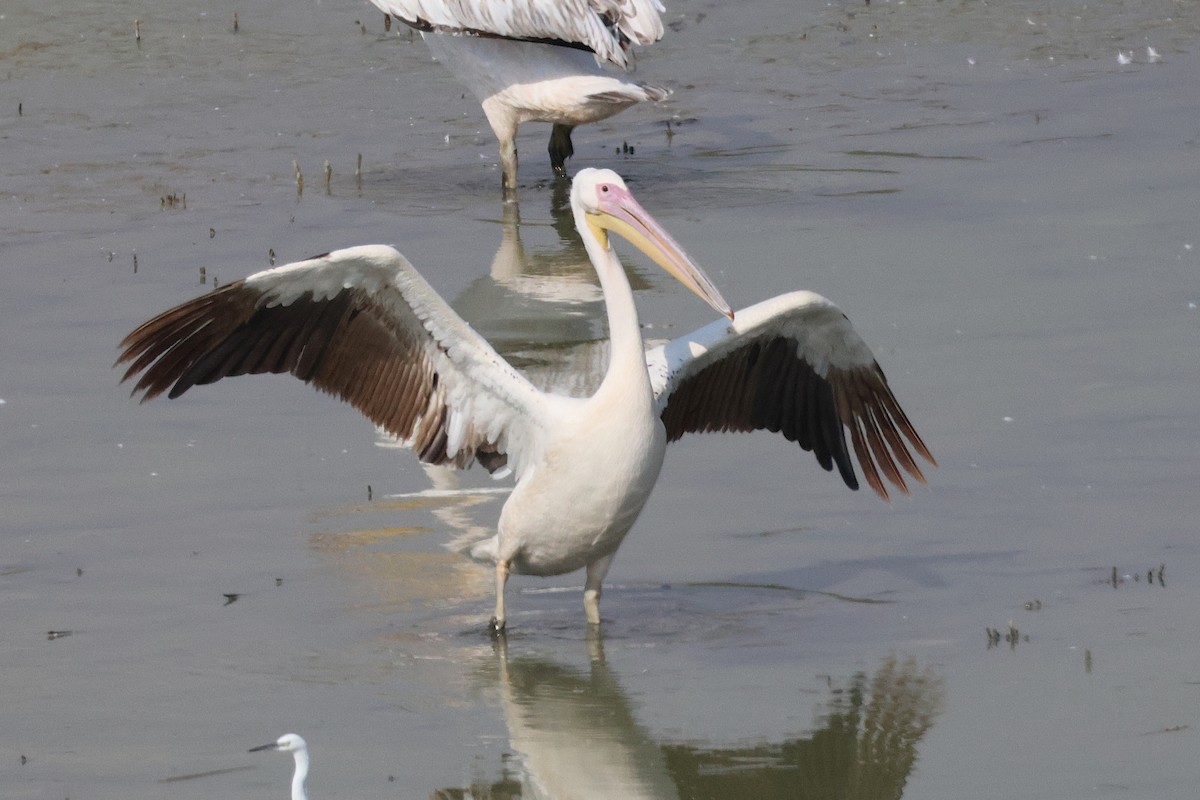 Great White Pelican - ML642985866
