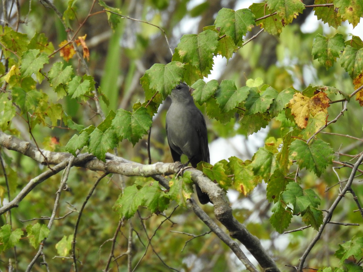 Gray Catbird - ML642985867