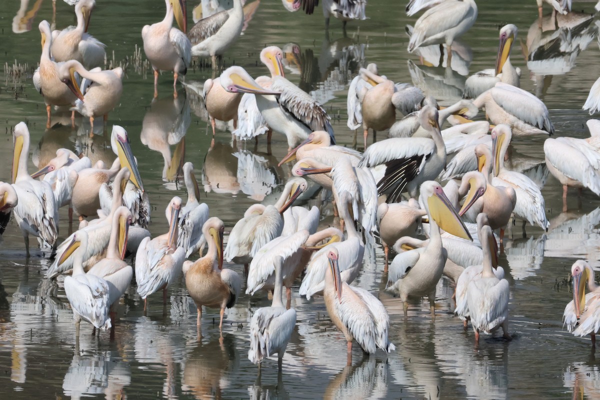 Great White Pelican - ML642985868