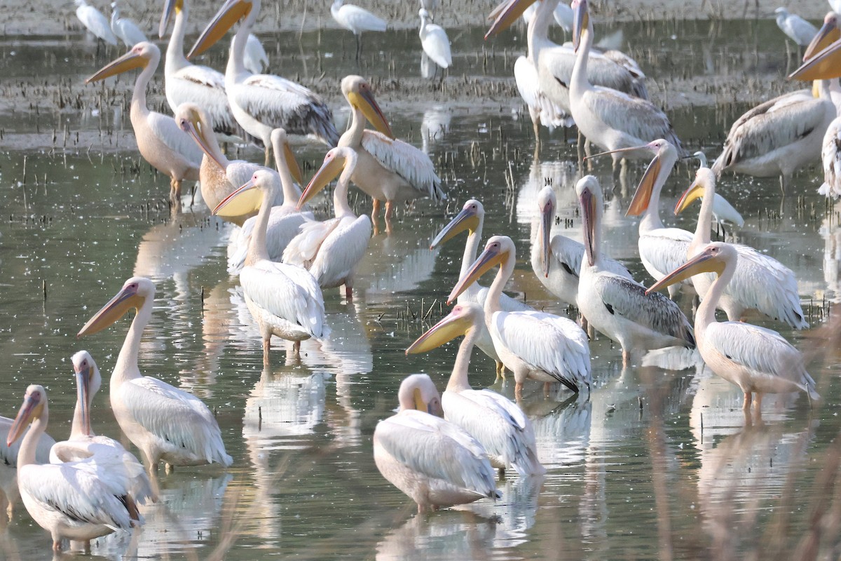 Great White Pelican - ML642985869