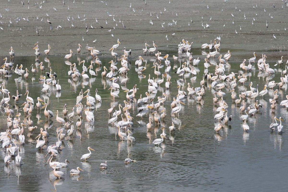 Great White Pelican - ML642985870