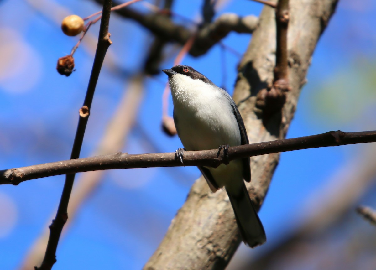 Black-capped Warbling Finch - ML642985891
