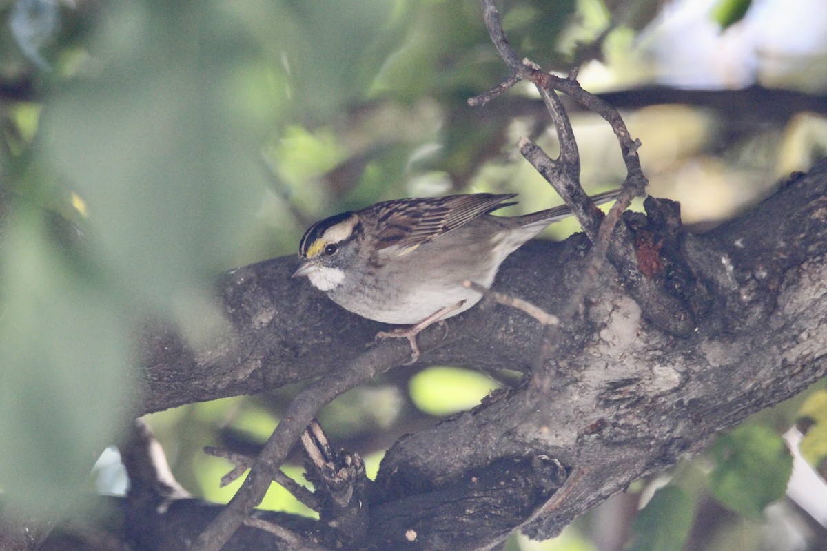 White-throated Sparrow - ML642985894