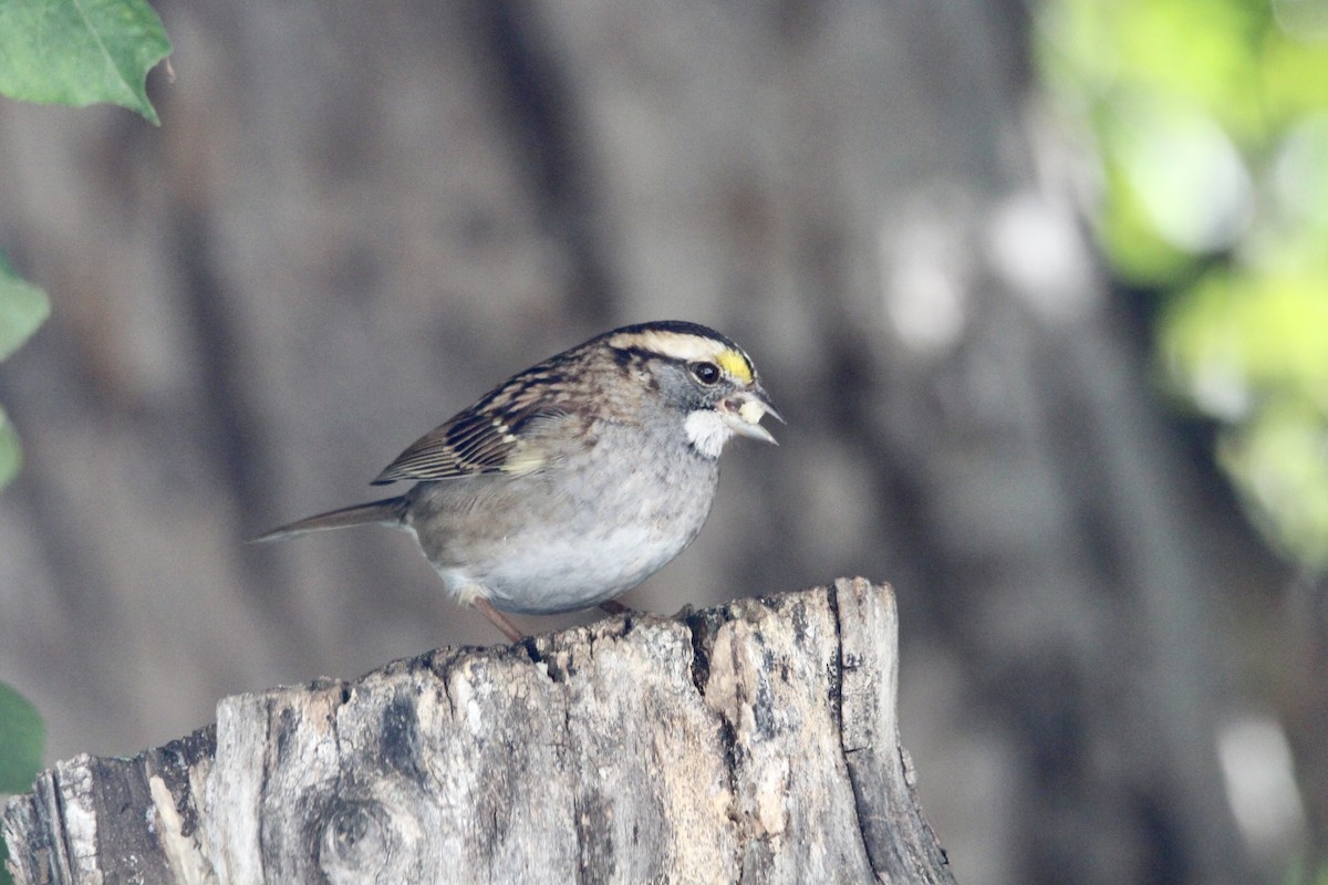 White-throated Sparrow - ML642985895