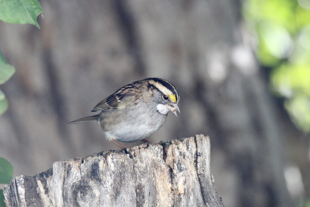 White-throated Sparrow - ML642985896