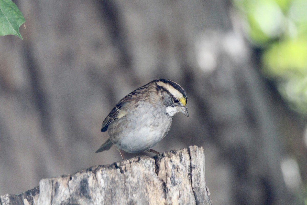 White-throated Sparrow - ML642985897