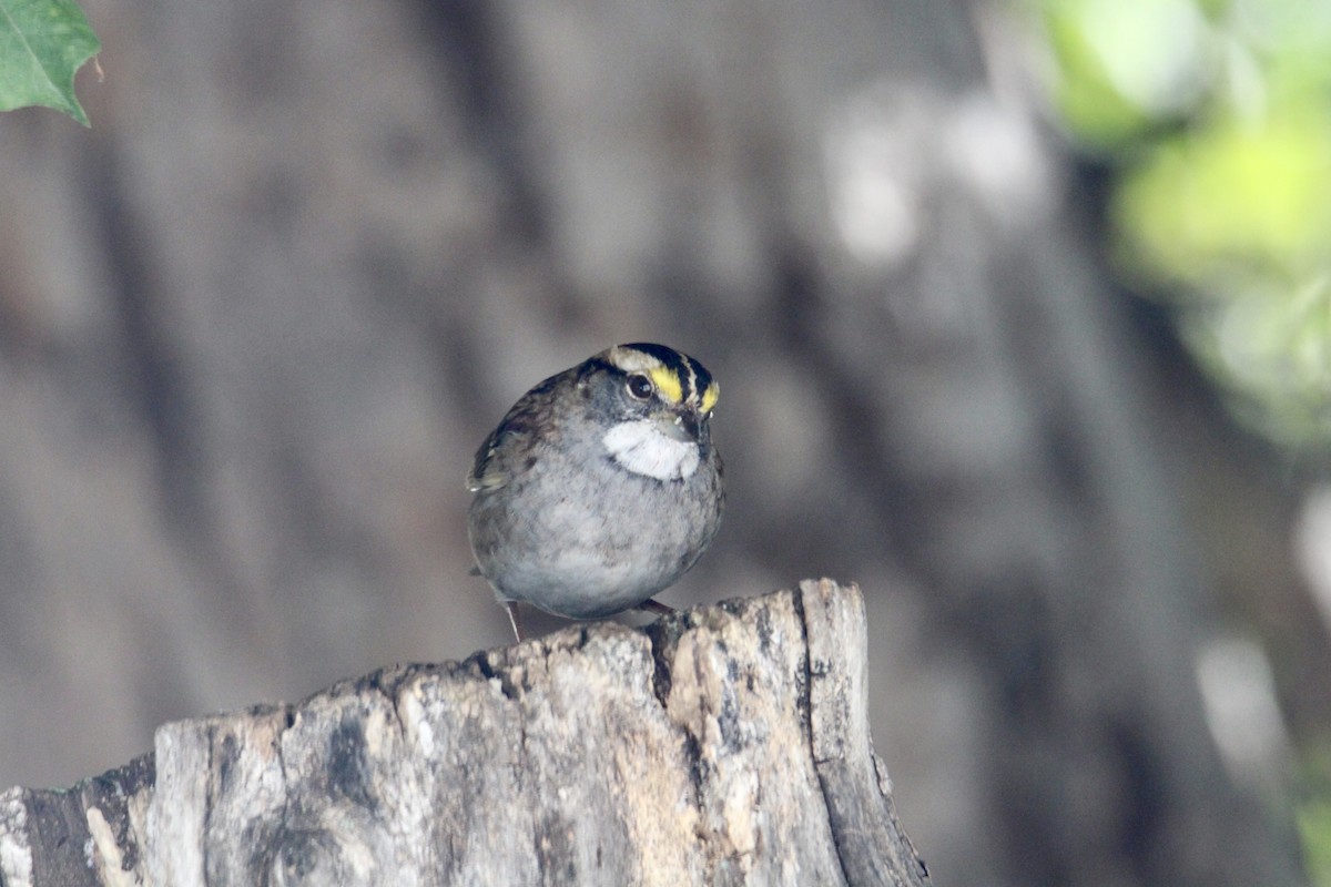 White-throated Sparrow - ML642985898