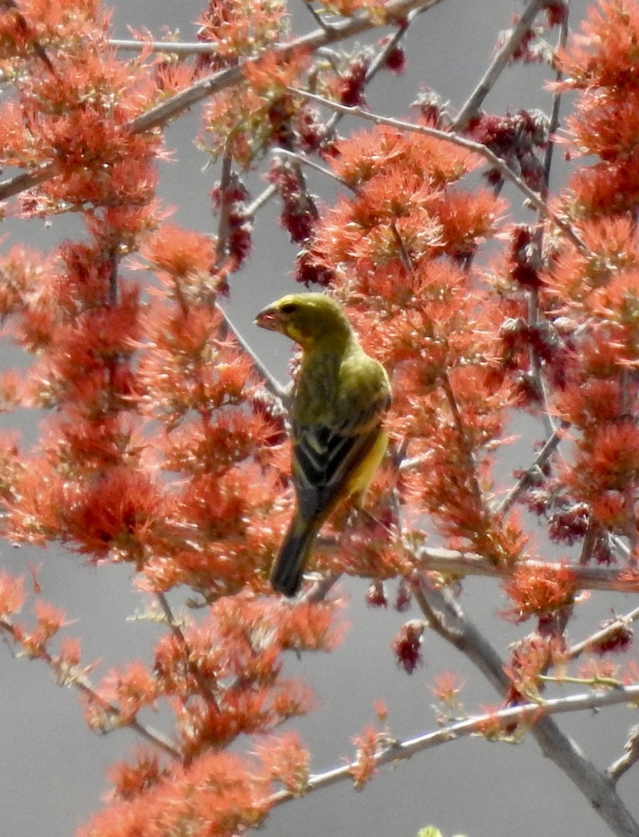 Brimstone Canary - ML642985905