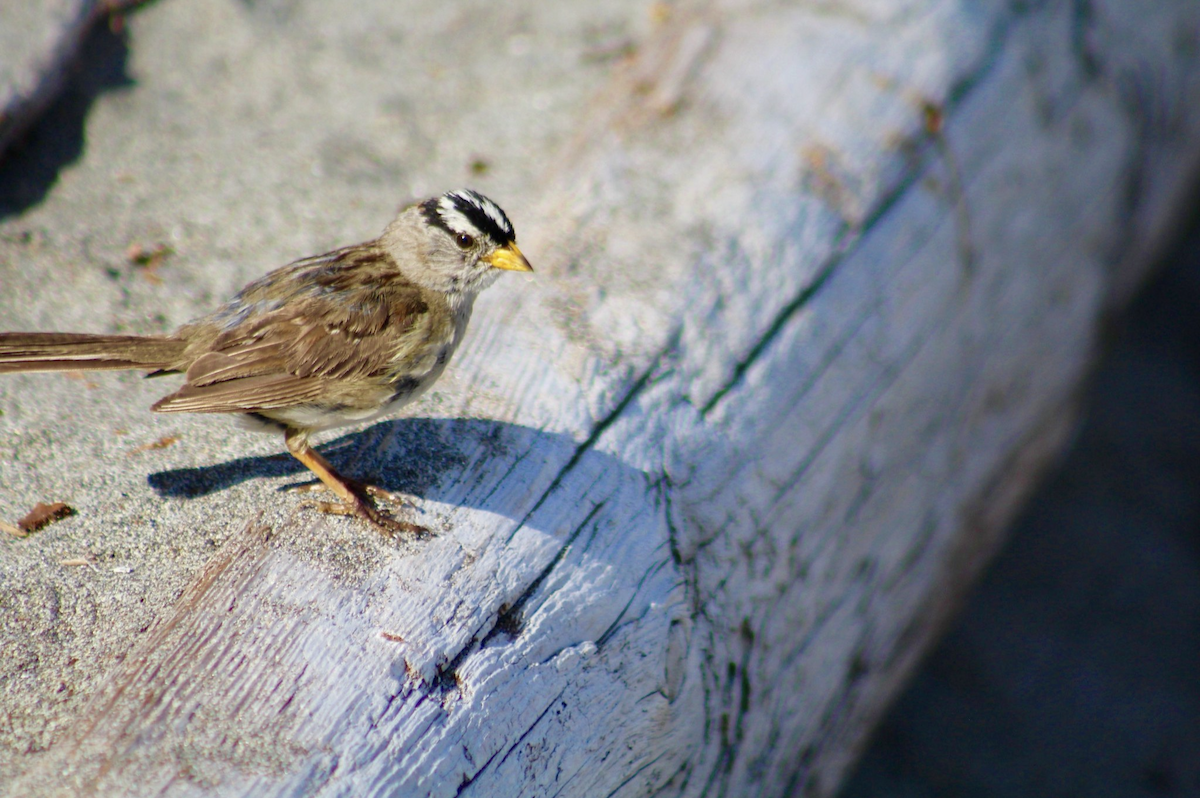 White-crowned Sparrow - ML642985907