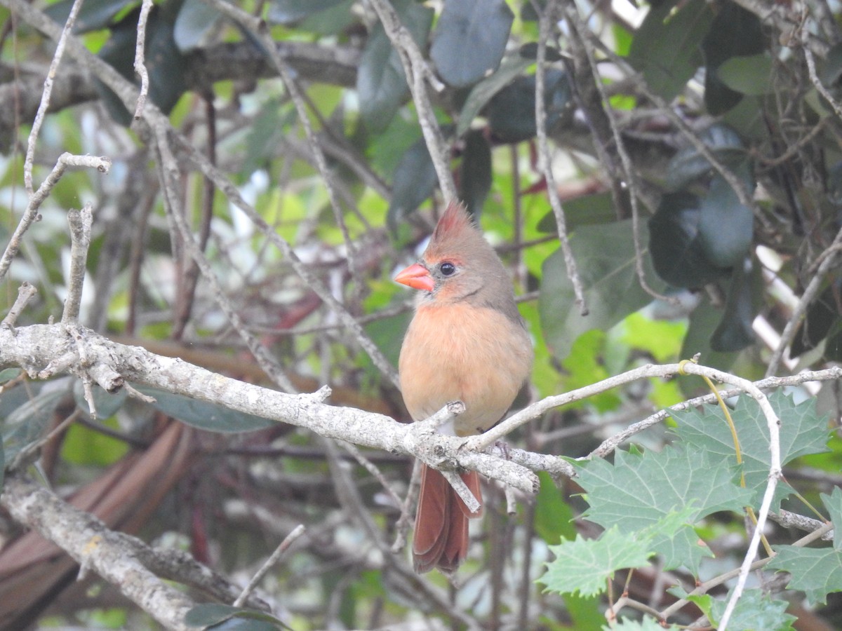 Northern Cardinal - ML642985930