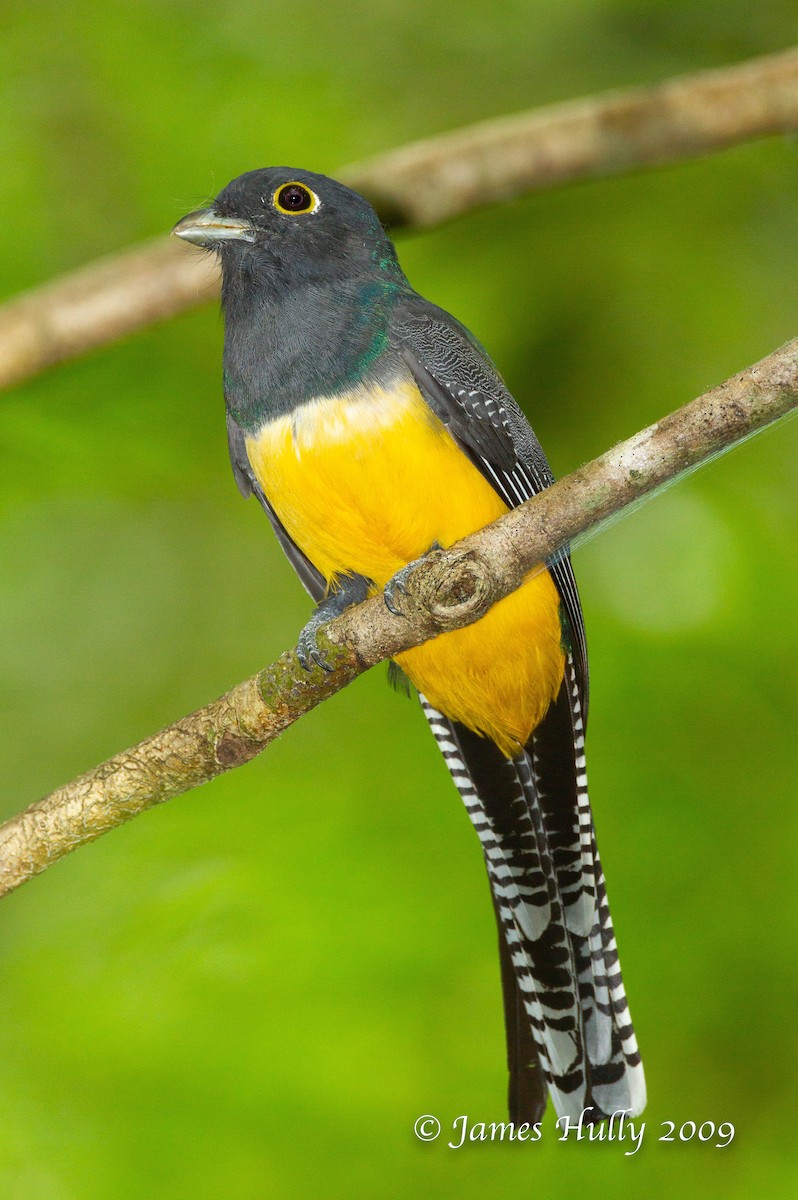 Black-headed Trogon - ML642985938