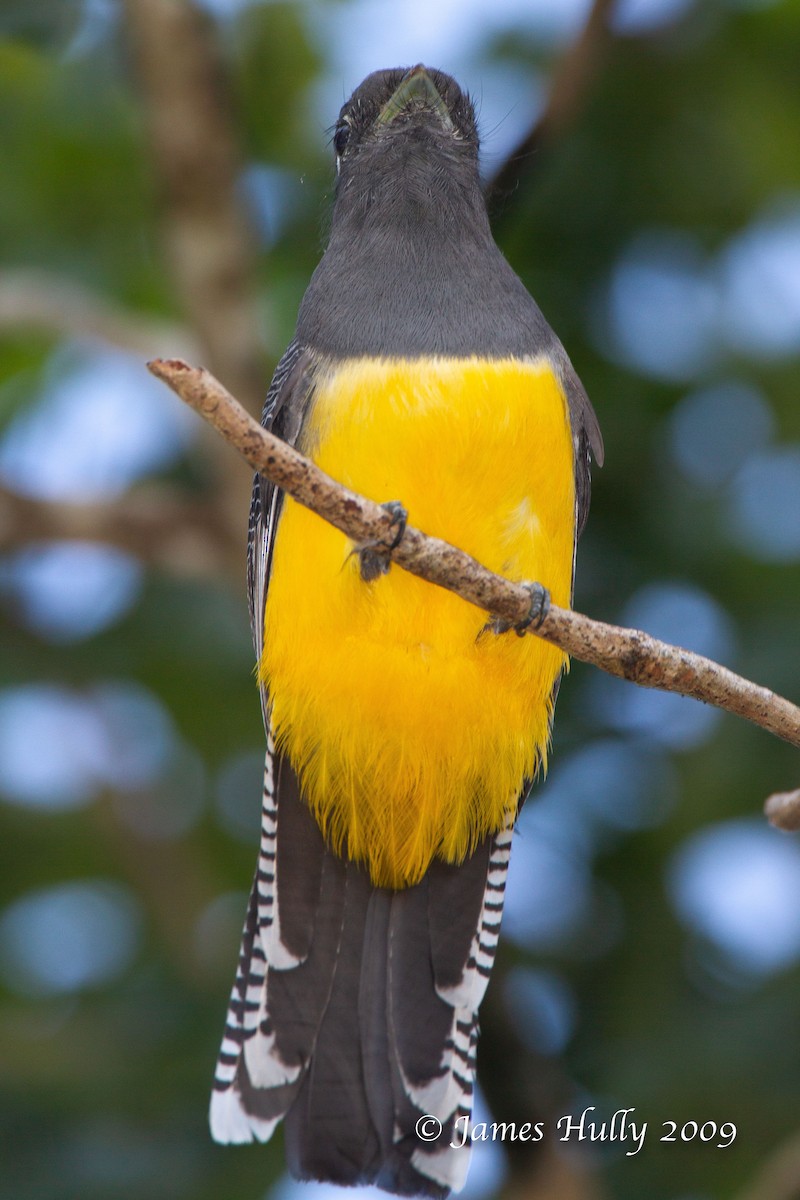 Black-headed Trogon - ML642985942