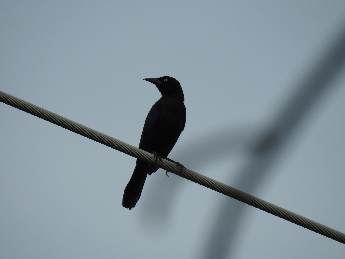 Common Grackle - ML642985950
